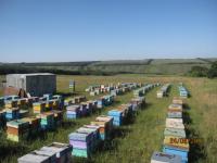 продам мёд кориандр, гречиха ,разнотравье
