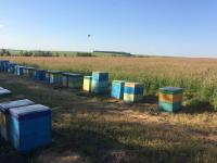 ПРОДАМ НАСТОЯЩИЙ КАЧЕСТВЕННЫЙ МЁД С ЛИЧНОЙ ПАСЕКИ УРОЖАЙ 2018