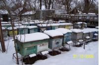 Продам пчелосемьи на высадку