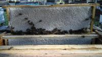 Алтайский сотовый мёд со своей пасеки