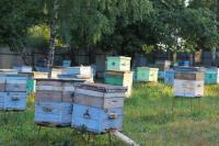 Продаются матки Бакфаст и пчелосемьи