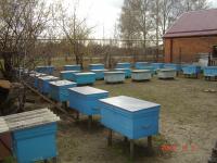 Продам пчелопакеты
