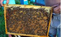 Куплю 100 пчелопакетов в Краснодарском крае