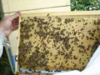 продам пчелопакеты по 2000 рублей