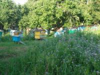 Продажа пчелосемей, пчелопакетов